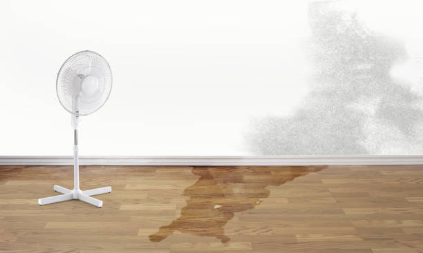 Best Flood damage cleanup  in Great Falls, MT